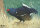 Gallina de los pantanos 70x50 cm - Nylon reforzado - Diana 2D