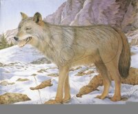 Lobo 80x100 cm - Nylon reforzado - Diana 2D