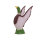 IBB 3D pato - cepillarse