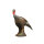 pavo LONGLIFE