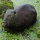 NATURFOAM Beaver - comer