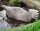 NATURFOAM Biber - schwimmend