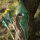 JACKALOPE - Malachite+ - 60 pulgadas - One Piece Recurve Bow - 30-60 lbs