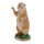 TC Targets - Marmota descarada