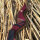 JACKALOPE - Red Beryl - 62 pulgadas - Arco Recurvo Refinado Take Down - 20-50 lbs