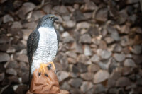 CENTER-POINT 3D Falcon - Fabricado en Alemania