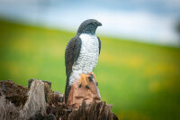 CENTER-POINT 3D Falcon - Fabricado en Alemania