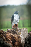 CENTER-POINT 3D Falcon - Fabricado en Alemania