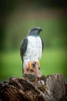 CENTER-POINT 3D Falcon - Fabricado en Alemania
