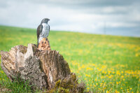 CENTER-POINT 3D Falcon - Fabricado en Alemania