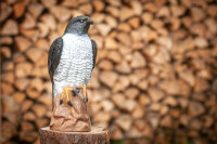 CENTER-POINT 3D Falcon - Fabricado en Alemania