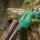 JACKALOPE - Malachite - 60 pulgadas - 30-60 lbs - Arco Recurvo o Híbrido Take Down