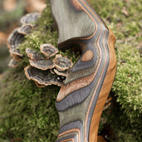JACKALOPE - Tourmaline - 62 pulgadas - Arco Recurvo Refinado Take Down - 20-50 lbs