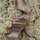 JACKALOPE - Tourmaline - 62 pulgadas - Arco Recurvo Refinado Take Down - 20-50 lbs