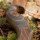 JACKALOPE - Tourmaline - 62 pulgadas - Arco Recurvo Refinado Take Down - 20-50 lbs