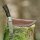 elTORO Steel Horn - Damast - Jagdmesser - 10cm - inkl. Lederscheide