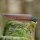 elTORO Steel Horn - Damast - Jagdmesser - 10cm - inkl. Lederscheide