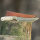 elTORO Brass Bone - Damasco - Cuchillo de caza - 14cm - incl. funda de cuero