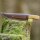 elTORO Latón Oliva - Damasco - Cuchillo de caza - 10cm - incl. funda de cuero