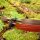 DRAKE Mongolia Bow - 48 pulgadas - 18-30 lbs - Riding Bow