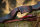 JACKALOPE - Bloodstone - 60-68 pulgadas - 30-50 lbs - Arco recurvo Take Down