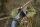 JACKALOPE - Moonstone - 60 pulgadas - 30-60 lbs - Arco Recurvo o Híbrido Take Down