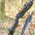 DRAKE ARCHERY ELITE Pitchblack - ILF - 58-62 pulgadas - 24-62 lbs - Arco Recurvo