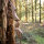JACKALOPE - Amber Hunter - 60 Zoll - 20-50 lbs - Take Down Recurvebogen