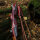 JACKALOPE - Red Beryl Hunter - 60 Zoll - 20-50 lbs - Take Down Recurvebogen