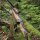 JACKALOPE - Obsidian Hunter - 60 pulgadas - 20-50 lbs - Arco recurvo Take Down