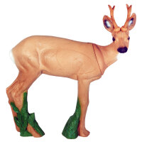 IBB 3D roebuck - mirando a la derecha