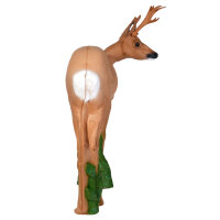IBB 3D roebuck - mirando a la derecha
