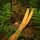 Palas | JACKALOPE Zircon - Bamboo - ILF - 24-44 lbs