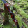 JACKALOPE - Bloodstone Hunter - 60 Zoll - 25 lbs - Take Down Recurvebogen | Rechtshand