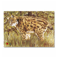 Diana | 2D - Lince