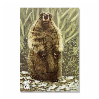 Diana | 2D - Marmota