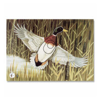 Diana | 2D - Pato