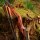 DRAKE ARCHERY ELITE Ablaze - 60 pulgadas - 30-50 lbs - Arco recurvo Take Down