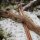 Cuerpo | DRAKE ARCHERY ELITE Timber Wolf - 17 pulgadas - ILF
