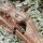 Cuerpo | DRAKE ARCHERY ELITE Timber Wolf - 17 pulgadas - ILF