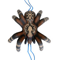 LEITOLD Tarántula pequeña