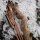 DRAKE ARCHERY ELITE Timber Wolf - ILF - 58-62 inches - 24-48 lbs - Arco Recurvo