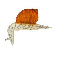 Tornillo InForm 3D