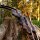 SPIDERBOWS Blizzard Classic - 62-68 pulgadas - 25-50 lbs - Arco recurvo Take Down