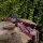 JACKALOPE Zircon - Ultimate - 66-70 pulgadas - 16-50 lbs - ILF - Arco recurvo Take Down