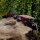 JACKALOPE Zircon - Ultimate - 66-70 pulgadas - 16-50 lbs - ILF - Arco recurvo Take Down