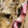 JACKALOPE - Red Beryl - 62 pulgadas - Speed - Refined Arco Recurvo Take Down - 25 lbs | Mano derecha
