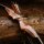 SPIDERBOWS - Hawk - SWS - 60-66 pulgadas - 25-50 libras - arco recurvo desmontable