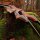 SPIDERBOWS - Hawk - SWS - 60-66 pulgadas - 25-50 libras - arco recurvo desmontable