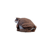 WILDCRETE 3D Aga - Sapo